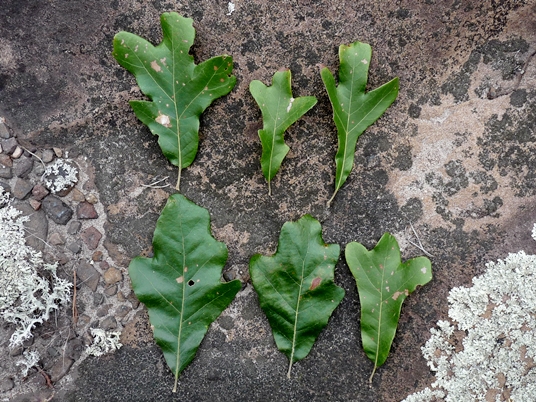 {Quercus boyntonii}